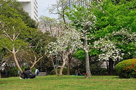 のどかな北の丸公園